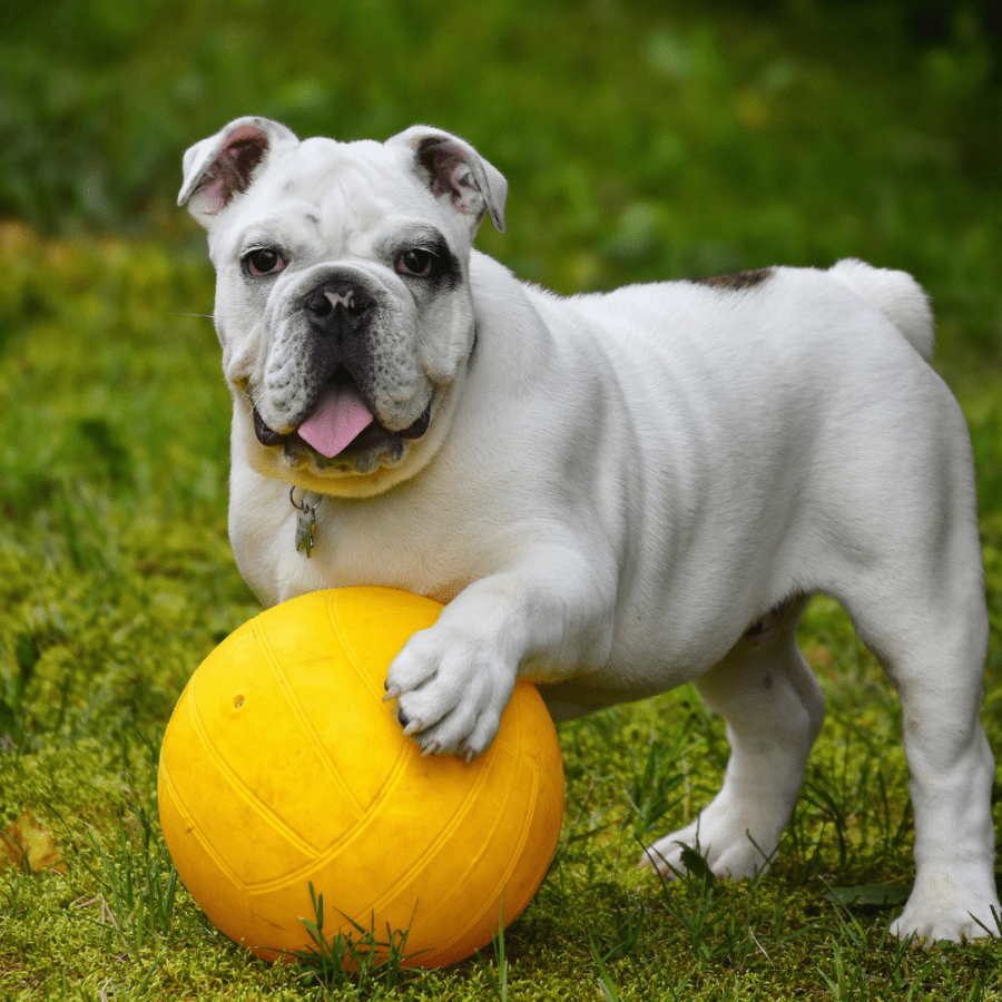 chien bouledogue qui joue avec un ballon jaune sur l'herbe humide