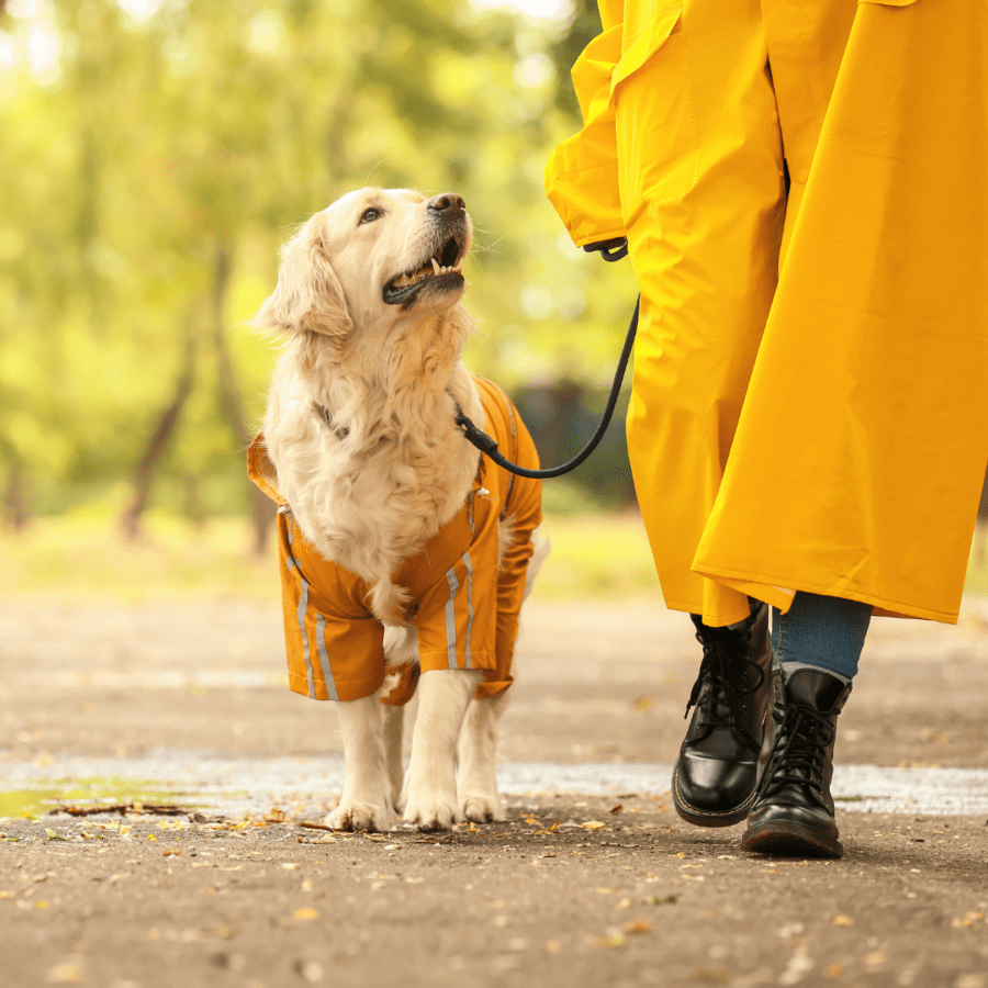 Imperméables pour chien