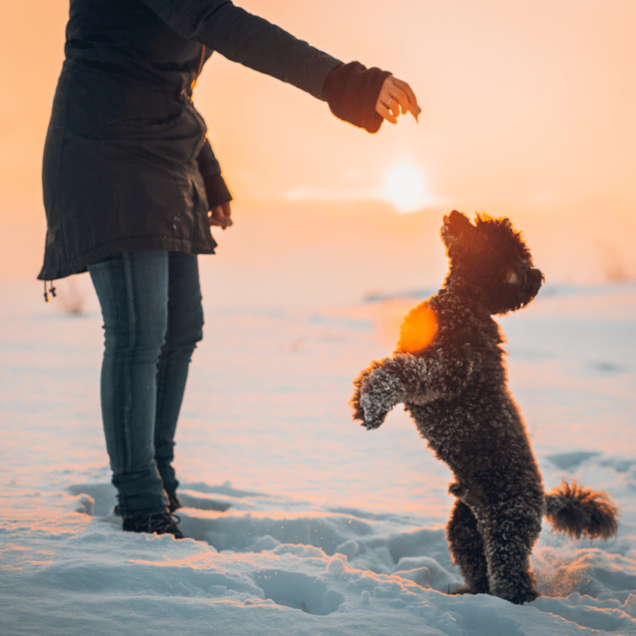 chien caniche joue avec une personne dans la neige au coucher du soleil