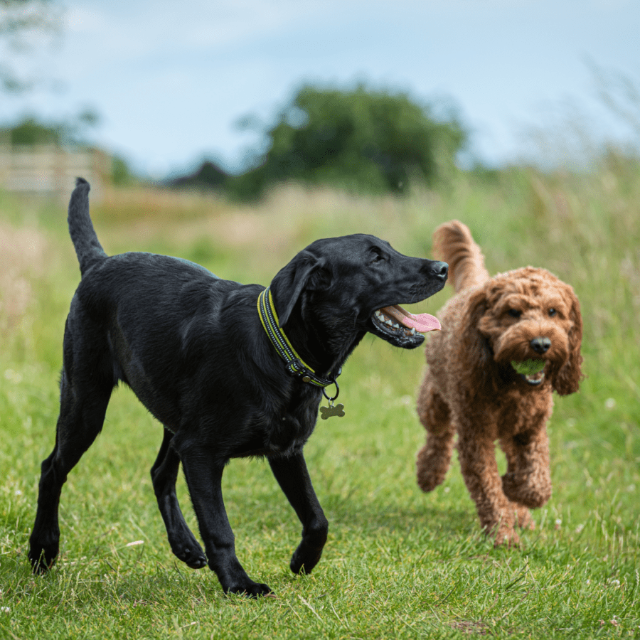 un chien labrador noir et un chien type caniche jouent ensemble dehors après la pluie