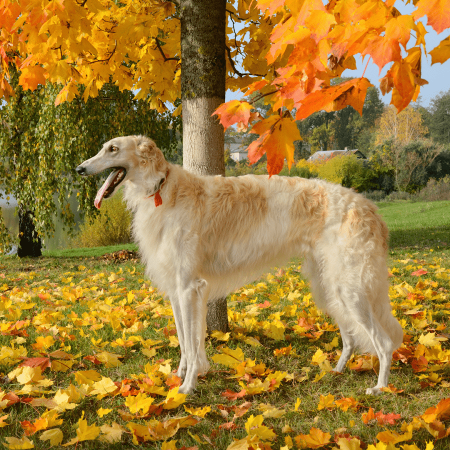 grand chien lévrier Barzoï devant un arbre en automne avec de belles couleurs orangées