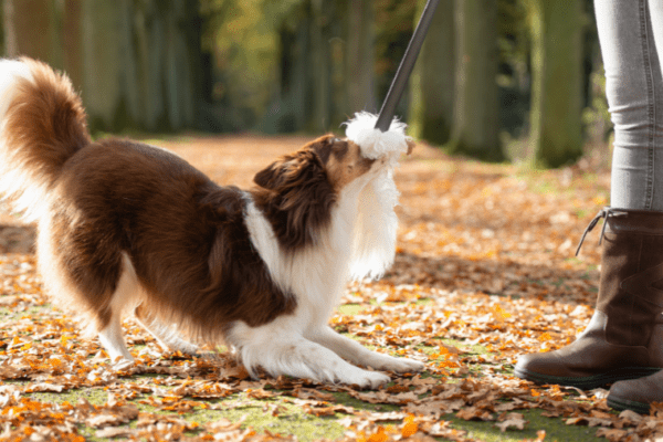 Les 10 villes avec les meilleurs parcs canins de France