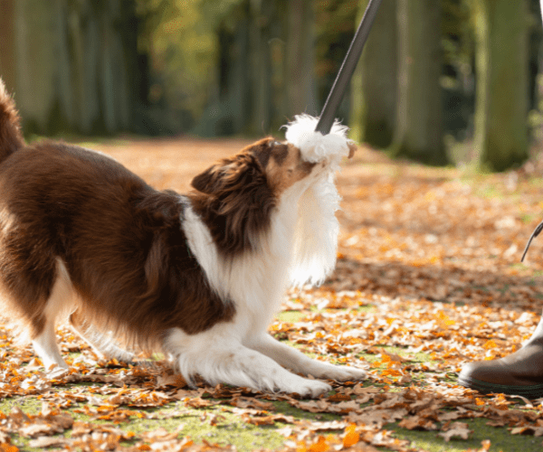 Les 10 villes avec les meilleurs parcs canins de France