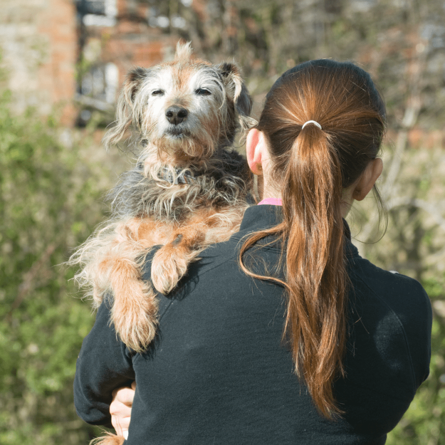 vieux chien frisé porté par une femme pour qu'il ne se fasse pas mal