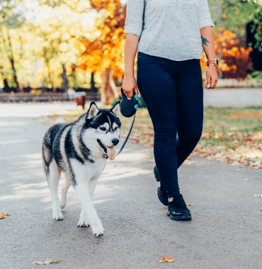 husky en laisse au parc à chien