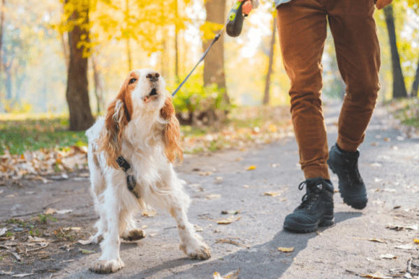 Chien tirant sur sa laisse en forêt.