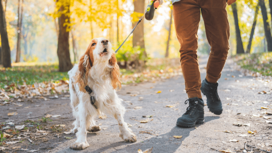 Voyager avec un chien réactif : conseils et astuces vacances