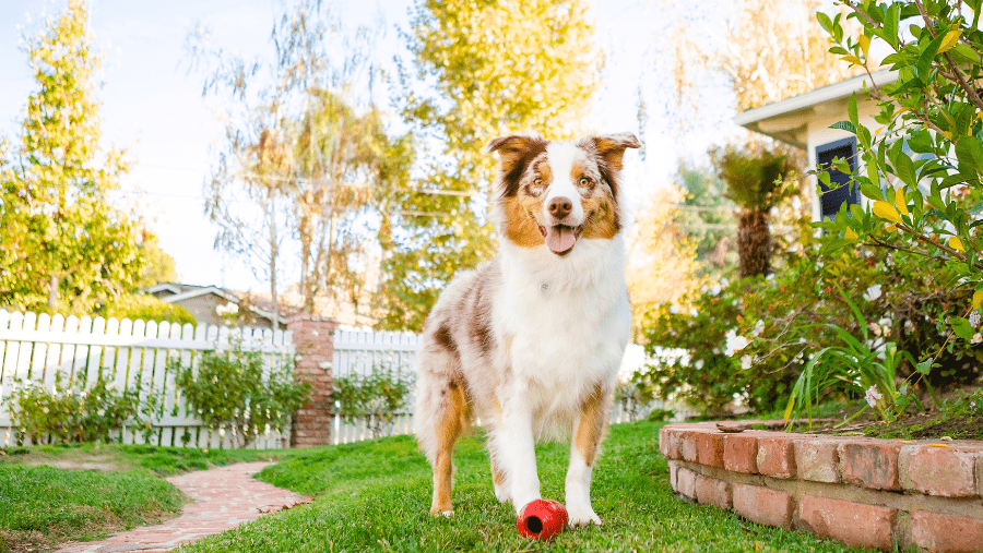 Chien réactif dans un jardin pendant les vacances