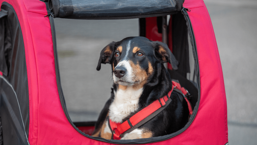 que choisir parmi les meilleures remorques vélo pour chien ?