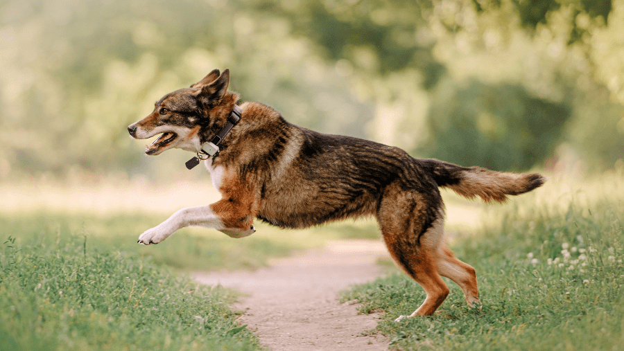 ce chien court dans la forêt en portant un collier GPS pour chien