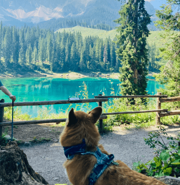 Le Lago di Carezza est un magnifique lac accessible aux chiens dans la région montagneuse du Sud-Tyrol en Italie