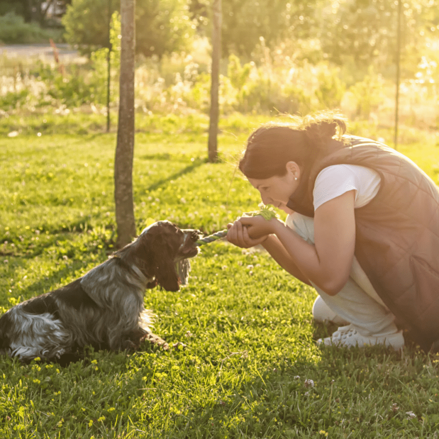 le chien cocker joue dans l'herbe avec une femme avant de se reposer dans sa caisse Priorpet