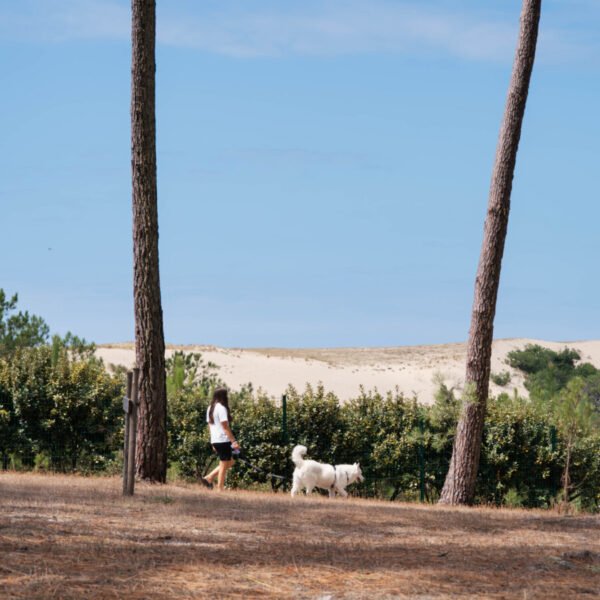 Personne qui promène son chien dans la pinède près du Camping Le Vieux Port dans les Landes sur la Cote Atlantique à Messanges