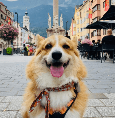 chien jaune et blanc devant la place de la ville de Innsbruck en Autriche pendant le road-trip avec un chien et un enfant depuis la Bretagne jusqu'à l'Italie