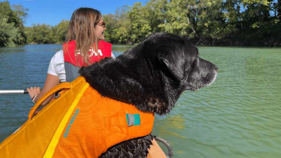 ce chien noir peut profiter d'une sortie canoë car il porte un gilet de sauvetage