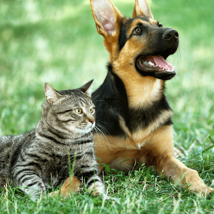 jeune chien berger type berger avec un chat gris sur l'herbe mouillée