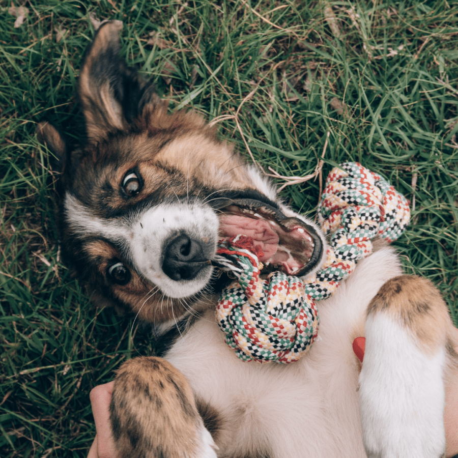 ce chien joue avec un jouet en corde en forme d'os près de sa cage de transport