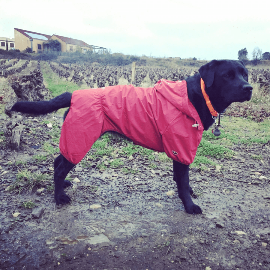 Housse De Siège Auto Pour Chien – Protection Intégrale Imperméable Antidérapante – Pour SUV, Berline, Camionnette