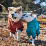 deux chiens portent une combinaison anti-pluie Mudventure ECO de la marque Hurtta