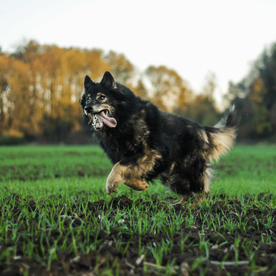 chien berger à poils longs coure sur l'herbe dans les bois sans harnais