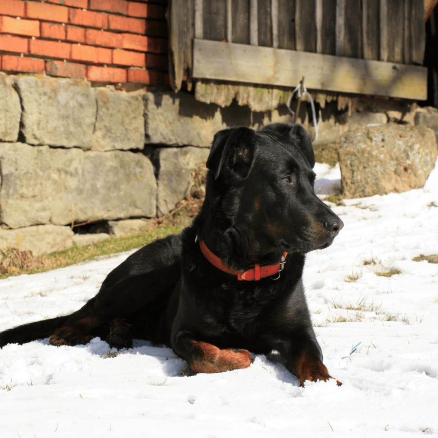 beauceron sur la neige avec un collier rouge