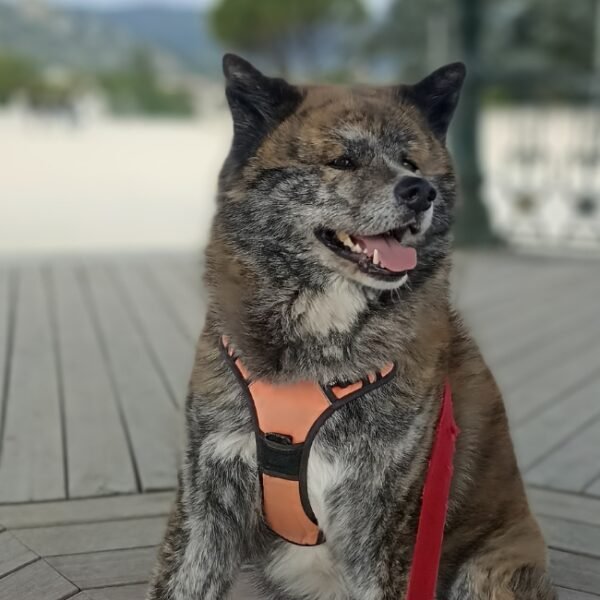 Chien mascotte de l'Appart'city à Valence