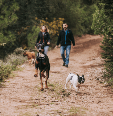 trois chiens qui courent car ils ont de l'énergie en vacances grâce à leurs croquettes pour chien stérilisé en surpoids