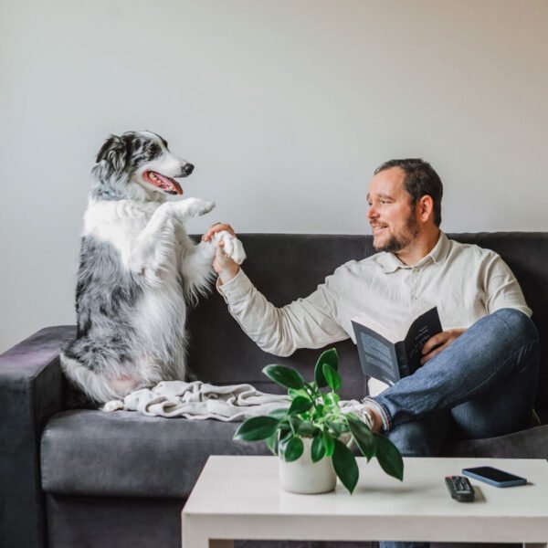 Les chiens sont bienvenus à l'Appart'City Classic Bordeaux Saint Jean d'Illac en Gironde en Nouvelle Aquitaine