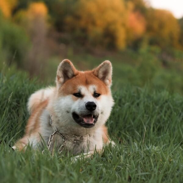 Chien en balade dans la campagne autour du du Gîte insolite du Domaine Pont Roche en Côte d'or en Bourgogne-Franche-Comté à Frénois