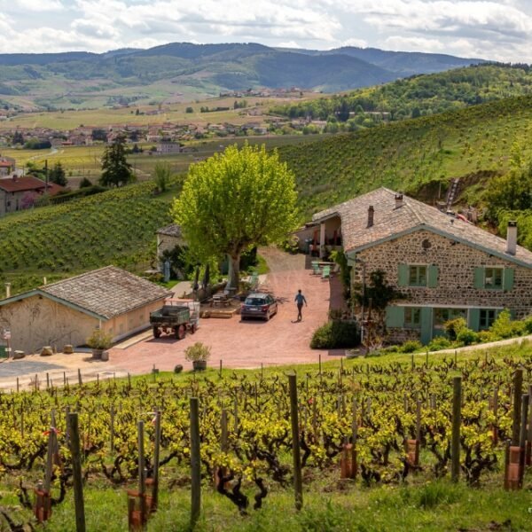 Vue depuis une colline des vignes et du Domaine Baron de l’Ecluse dans le Rhône en Auvergne-Rhône-Alpes à Saint Lager