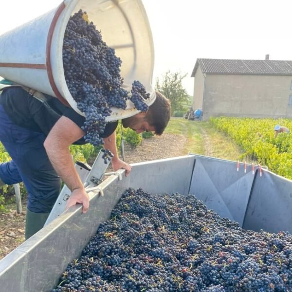 Vendanges 2024 du Domaine Baron de l’Ecluse dans le Rhône en Auvergne-Rhône-Alpes à Saint Lager