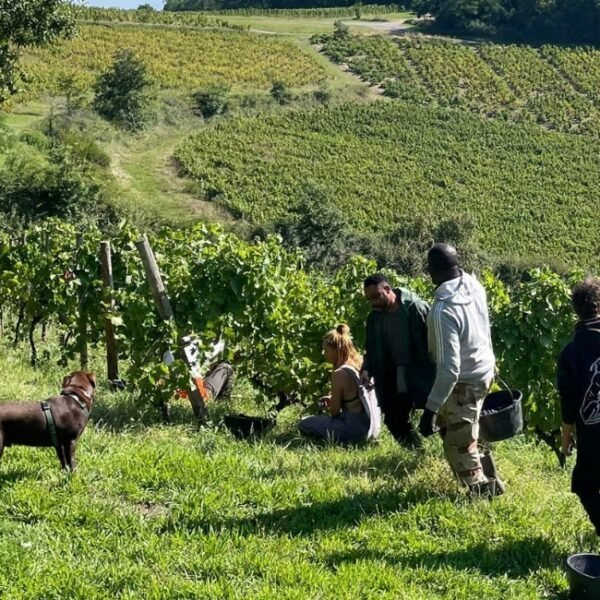 Photo des vignes pendant les vendanges, un chien aux côtés des vendangeurs du Domaine Baron de l’Ecluse dans le Rhône en Auvergne-Rhône-Alpes à Saint Lager