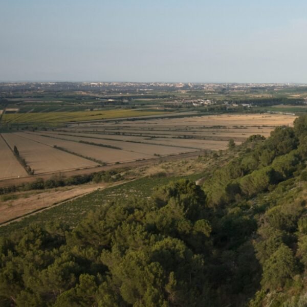 Vue sur les anciennes culture en forme de soleil de L'Oppidum d'Ensérune dans l'Hérault en Occitanie à Nissan-lez-Ensérune