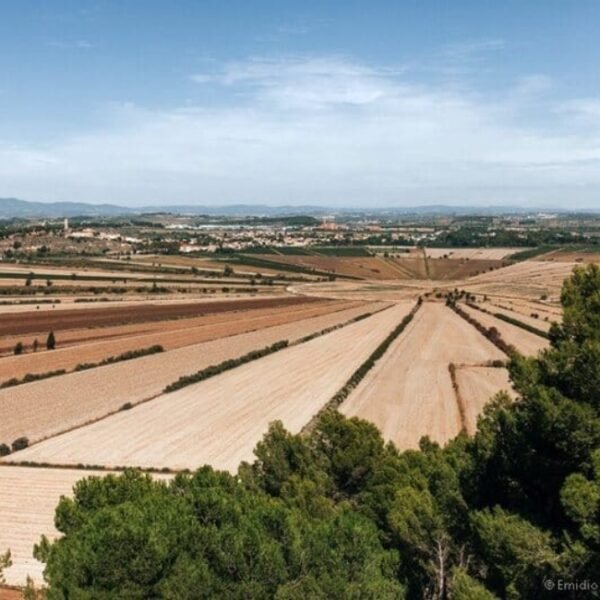 Vue sur les anciennes culture en forme de soleil de L'Oppidum d'Ensérune dans l'Hérault en Occitanie à Nissan-lez-Ensérune