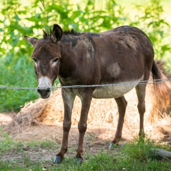 Nanette, l'âne, du Gîte la Ferme du Château à Marquefave en Haute-Garonne en Occitanie, dans son pré