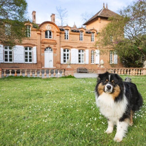 La façade du Gîte la Ferme du Château à Marquefave en Haute-Garonne en Occitanie, avec le berger australien de la propriété, Tim