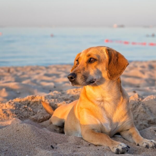 Chien allongé dans le sable d'une plage Corse à proximité du Camping Pertamina à Bonifacio en Corse-du-sud en Corse