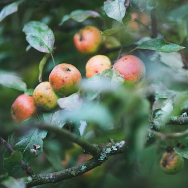 Des pommes du verger du Calvados Roger Groult à Valorbiquet dans le Calvados en Normandie