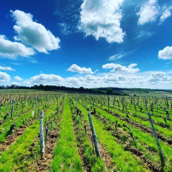 Les vignes du Château Chardonnay à Chardonnay en Saône-et-Loire en Bourgogne-Franche-Comté