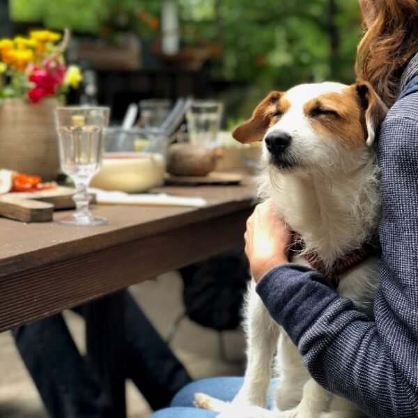 L'accueil des chiens du Restaurant Les jardins de Saint Germain à Vienne en Isère en Auvergne-Rhône-Alpes