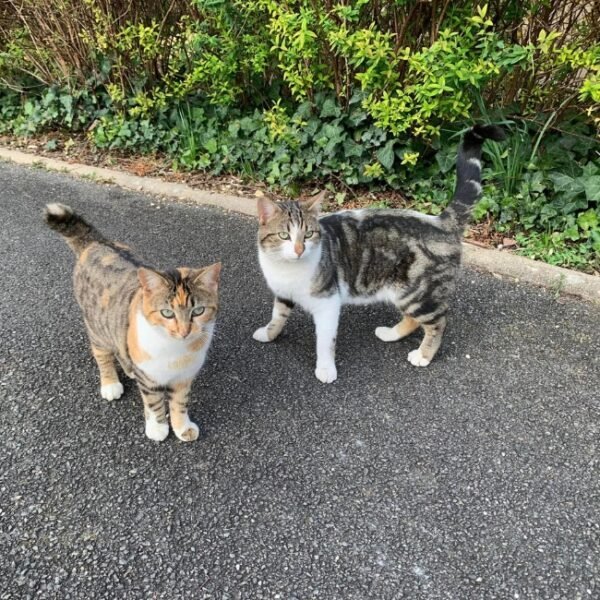 Deux chats à l'Aquadis Loisirs - Camping de Bourges *** à Bourges dans le Cher dans le Centre Val de Loire