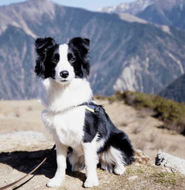 mignon border collie pendant sa randonnée dans les montagnes en vacances