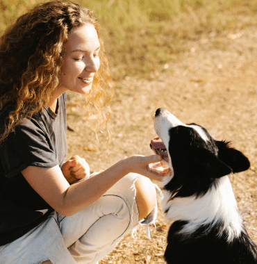 border collie fatigué mais content de partager des activités avec sa dogmum en vacances