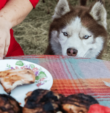 chien husky quémande de la viande à table car il est stérilisé et a plus faim