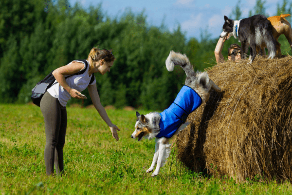 Votre border collie va adorer ce programme de vacances