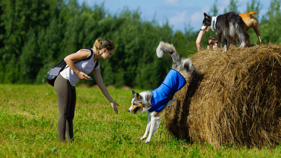 Votre border collie va adorer ce programme de vacances