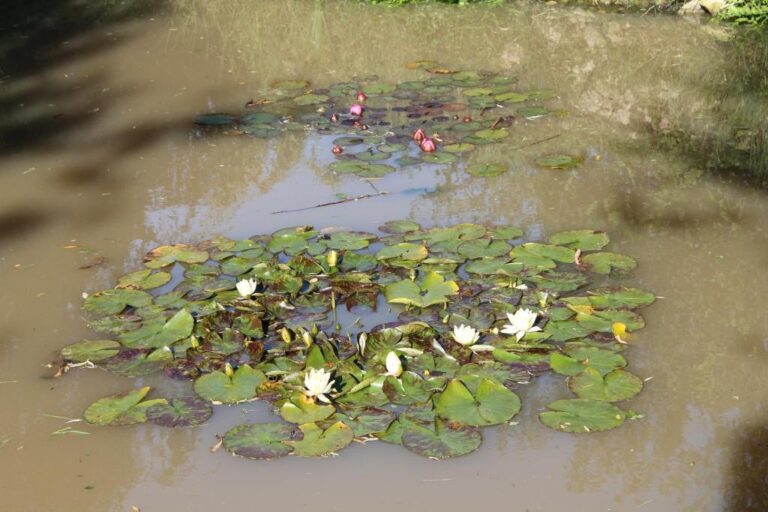La mare dans le jardin du Gîte Le Domaine de la Vallée à Saint-Martin-de-Varreville dans la Manche en Normandie