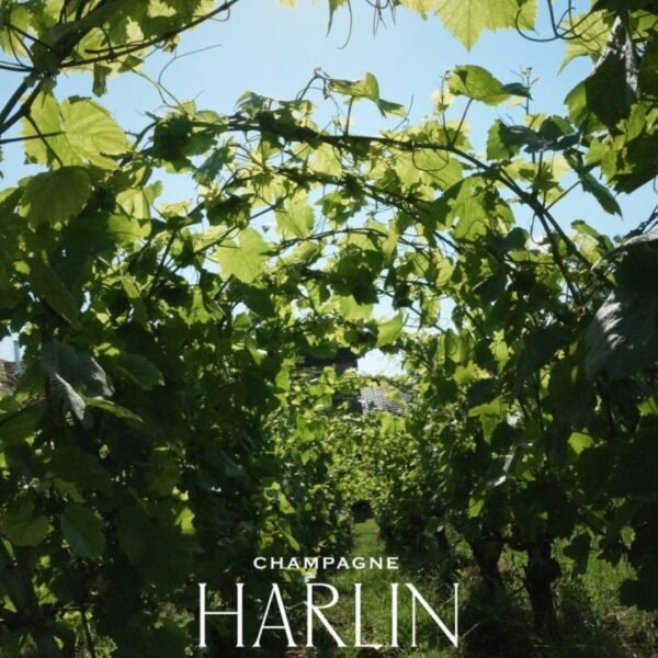 Les vignes de la Cave Champagne Harlin Père et Fils dans la Marne à Mareuil-le-Port en Lorraine