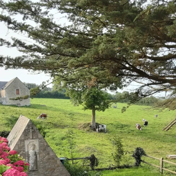 Une prairie avec des vaches du Gîte La Bignone à Saint-Marcouf dans la Manche en Normandie