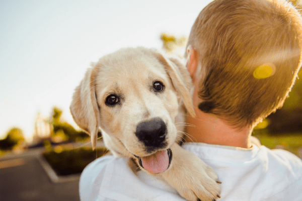 Trouvez le nom de votre futur chien grâce à vos voyages